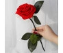 rosa eterna vermelha