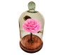 rosa eterna bela e a fera na cúpula