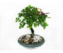Bonsai de Umus na louça, 4 anos