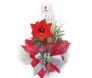 Flores Amarylis