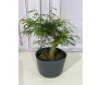 caliandra