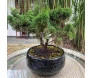 bonsai shimpaku