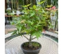 bonsai maple