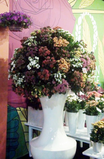 Arranjos para decorações de flores naturais
