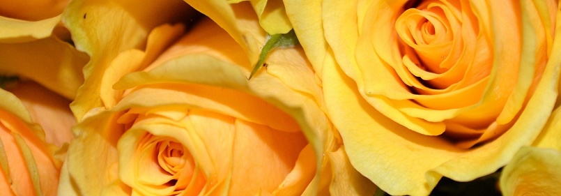 Rosa colombiana amarela | Seu significado | Como cuidar