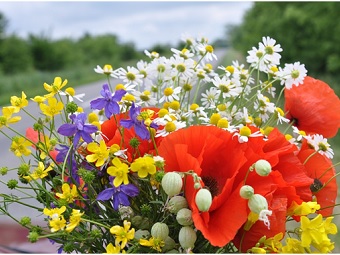 Resultado de imagem para flores do campo