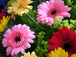 5 dicas para conservar flores de corte
