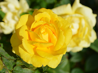 Rosa colombiana amarela | Seu significado | Como cuidar