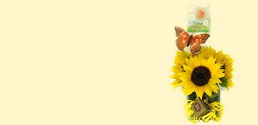 Floricultura BH | Flores para presente, rosas, cesta de café - Coroas