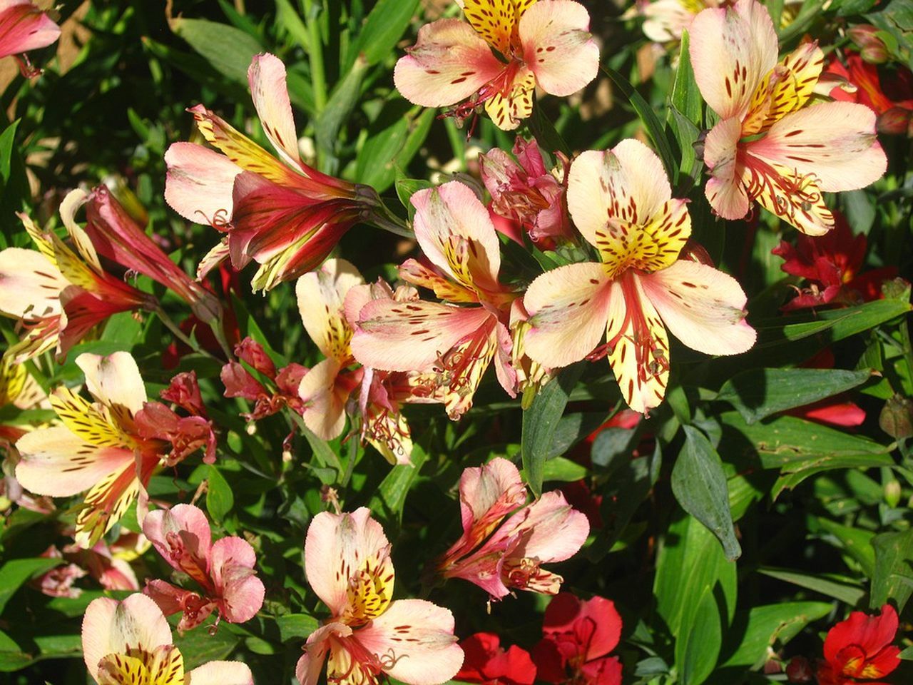 Flores de astromélias