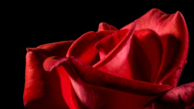 10 Significados de rosas que vão ajudá-lo na hora de presentear