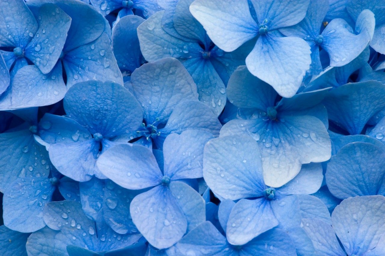 Flores Azuis: quais são elas e quando presentear com elas?
